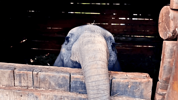 Olomunyak, the little one.