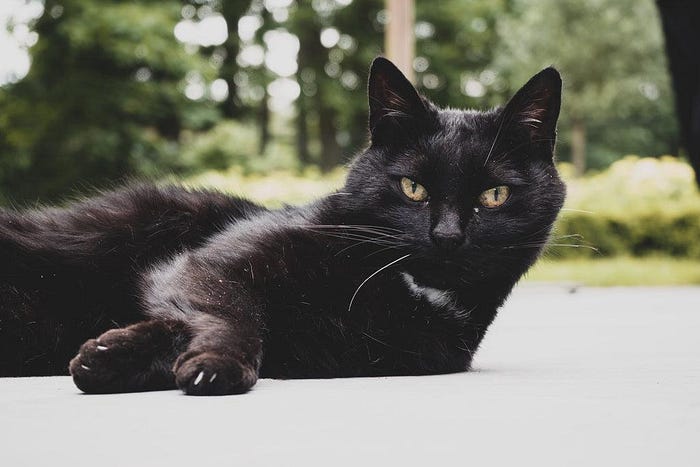 Creepy Cat Behavior