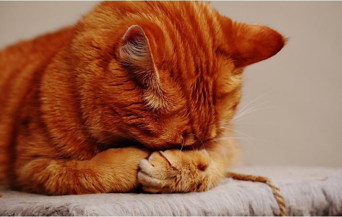 Ginger cat covering its eyes, as though embarrassed or ashamed