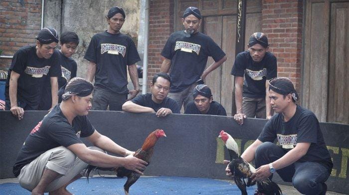 oppa99 menyediakan sv338 & ws168 laga ayam online