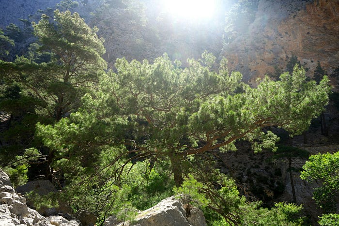 Image 4: Trees in the mountains with sunlight coming from the top
