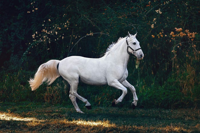 Predict Health Outcomes of Horses — A Classification Project in Machine Learning