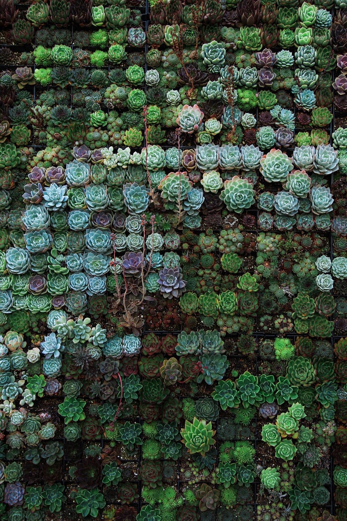 A photo of thosuands small succulent plants neatly arranged one next to the other.
