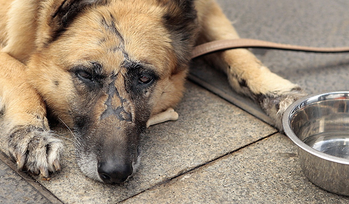 Animal Abuse In America. Every year about 1,880 animals are… | by Kristina  O'Connell | Medium