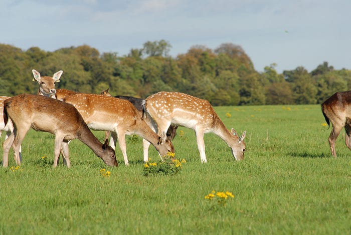 Deer eat grass on an open field with trees in the distance.