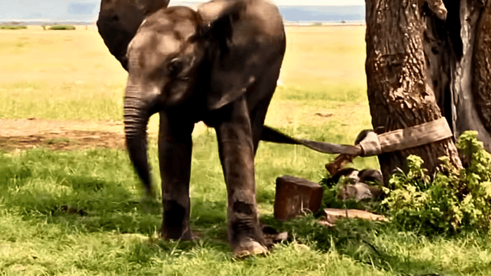 Ollie secured to a tree for rescue