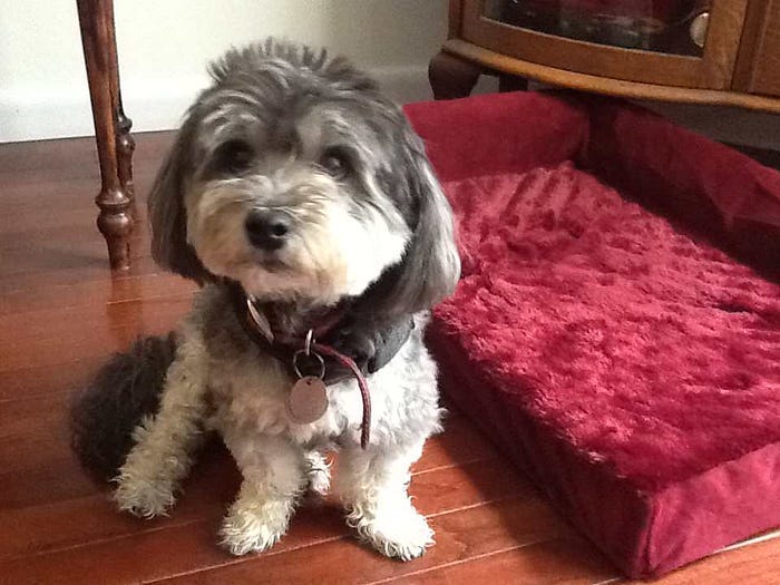 Stormy The Wonder Dog