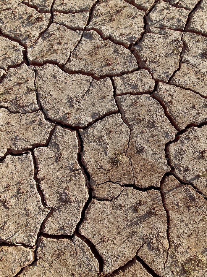 Dry, cracked earth and dead plants. The remnants of extreme drought.