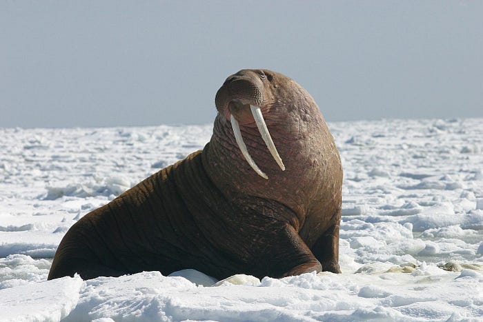 A walrus