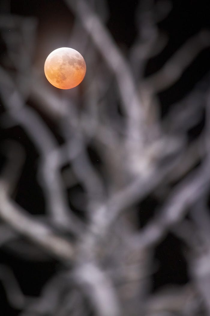 An eclipsed moon behind blurry white tree branches.