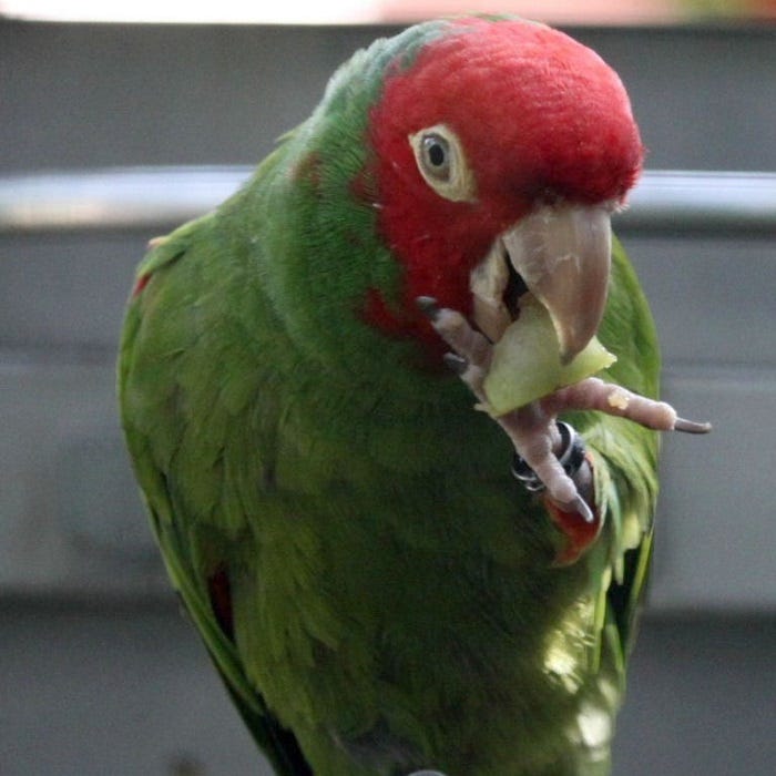BUY CHERRY HEAD CONURE FOR SALE by Exoticbirds Medium