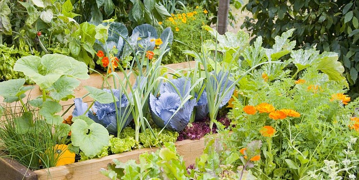 Companion Planting_img
