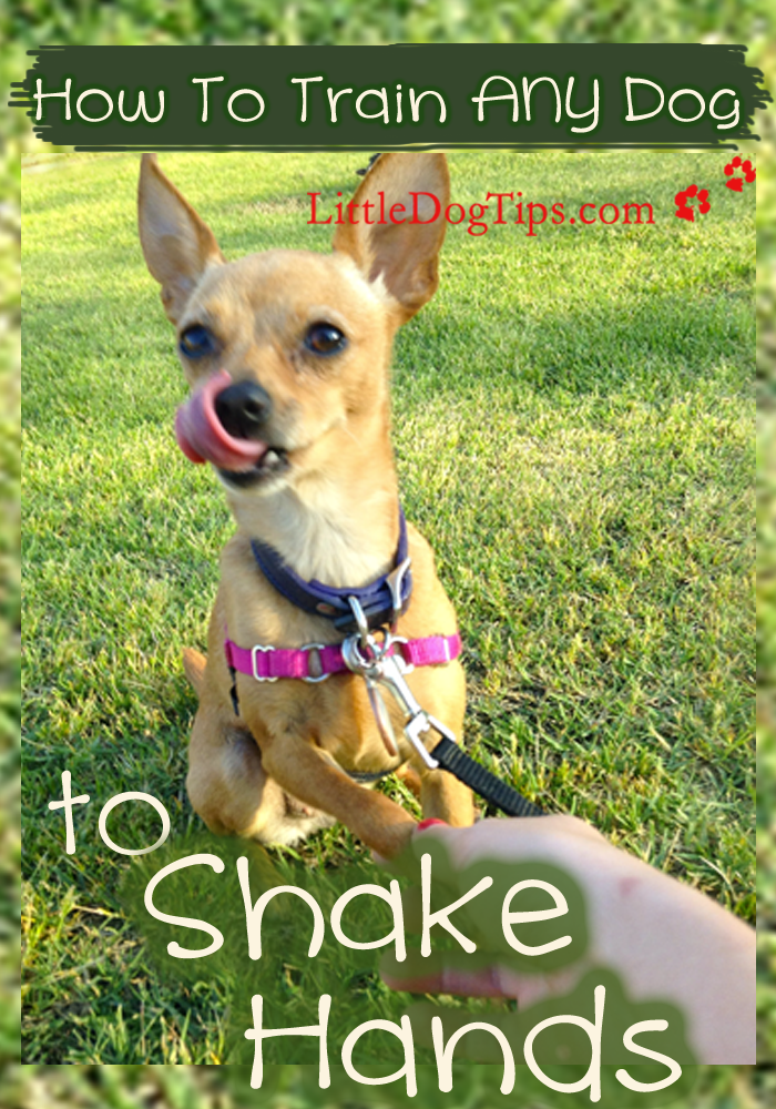 How To Teach Any Dog To Shake Hands by Lindsay Pevny Medium