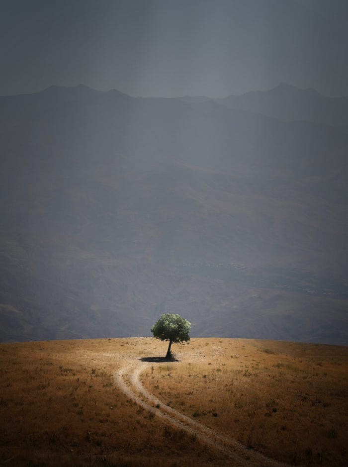 A single tree in a land