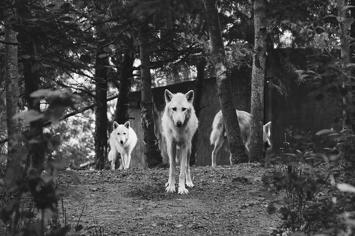 A black and white image of three gray wolves looking directly at the camera from a treeline near a wall