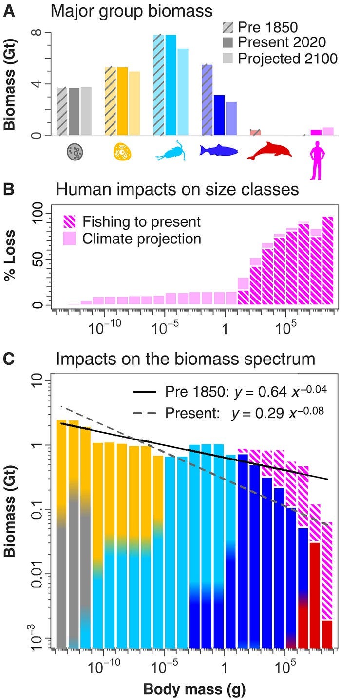 Direct human impacts on ocean biomass. These impacts have altered the shape of the biomass spectrum, with the current-day regression having a significantly steeper slope than the pre-1850 regression (Source: The global ocean size spectrum from bacteria to whales)