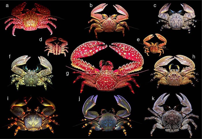 image from wikipedia article about carcinization — Different species that have all adopted a similar, crab-like body structure