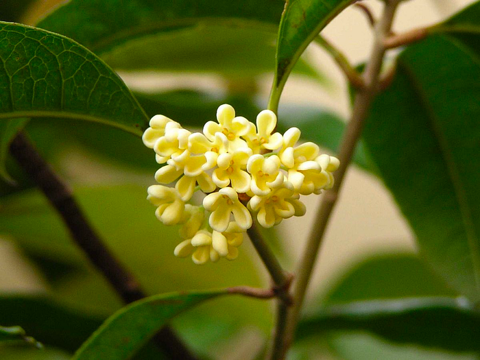 Incenzo's Osmanthus Incense Natural Ingredients