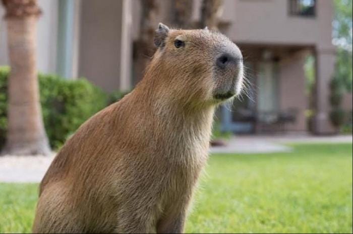 Capybara sensation: Why a rodent is winning hearts of millions of TikTokers