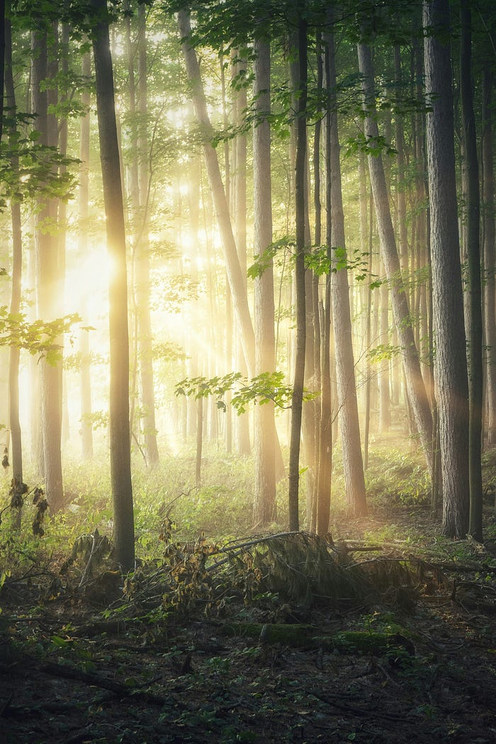 Sunlight shining through a forest, with leaf litter below.