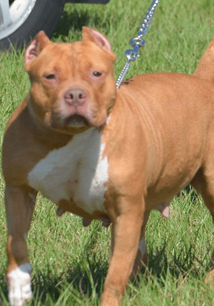 Know More About Pitbull Puppies For Sale by pitbull bullies com Medium