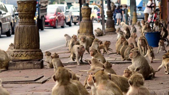 A group of light brown monkeys parade the streets looking for something to eat.