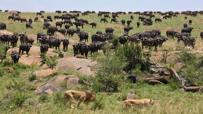 Lions and a herd of buffalo in a scenic field, highlighting the wildlife experience of an African safari adventure.