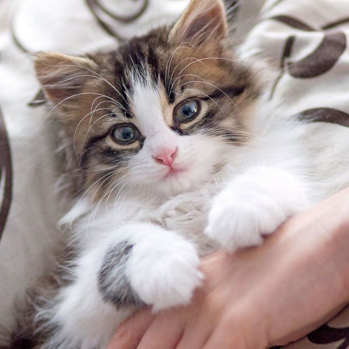 An image of a brown and white kitten being held.