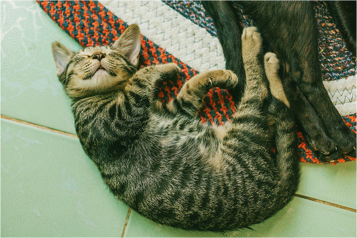 Happy cat, curled up on a rug and smiling.