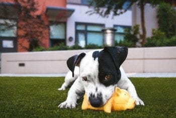 Puppy potty training for real dog lovers - I Live UpI Live Up