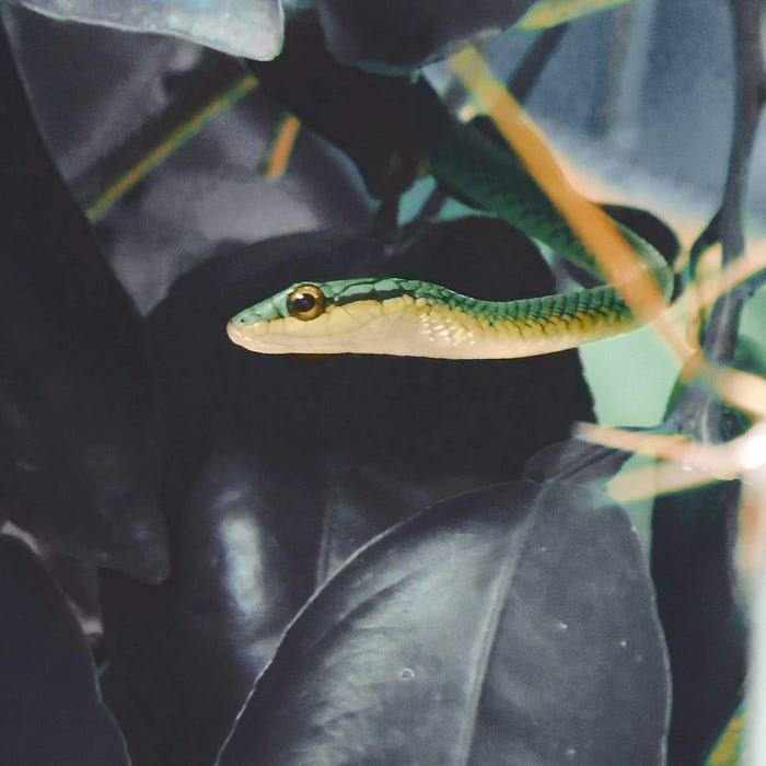 LoRa & Meshtastic: Unleashing Off-Grid Communication, One Packet at a Time