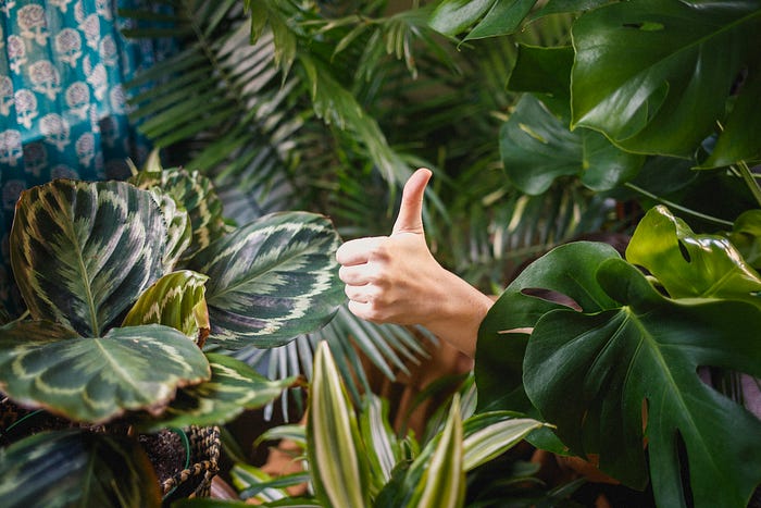 A hand coming out of shrubbery to give a thumbs up