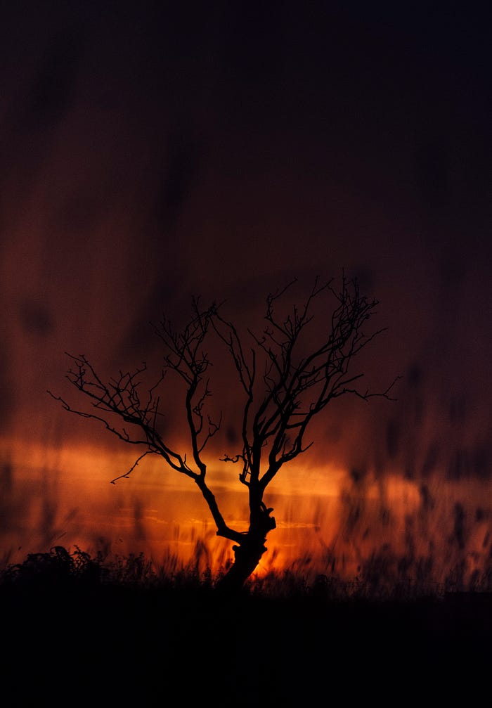 The blackened silhouette of a dying tree looms against the backdrop of a red sunset. Smoke trails distort the image, as if from the smoldering remains of a fire.