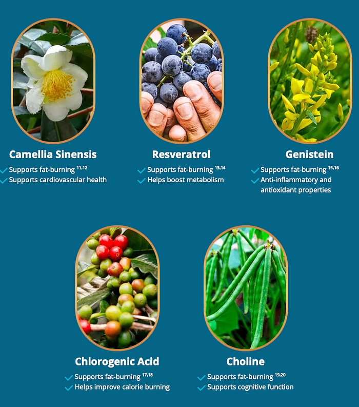 liver fat-burning Complex