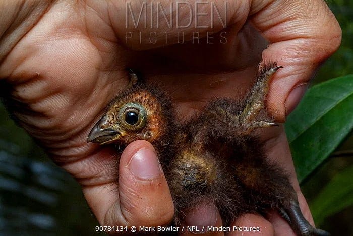 You always love the strange birds (the hystory of hoatzin) - Zoia (Zoe ...