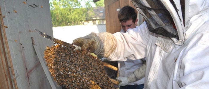 You Need a Humane Bee Removal Service That Cares for the Environment