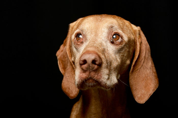 Could dogs be an early warning sign for an economic crash?