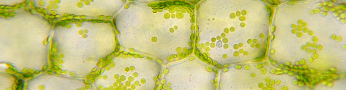 Molecular Farming Cells