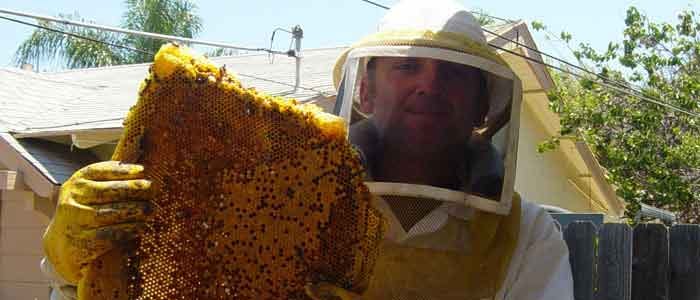 Everything You Need to Know about Careful Bee Removal by Professionals