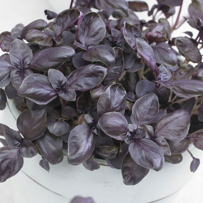 How often should water basil?. If you are growing mint outside in the