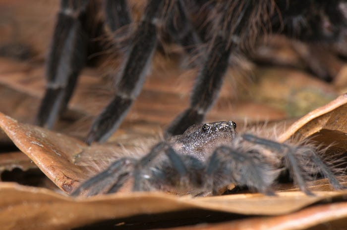 These species of tarantulas lives together peacefully with a frog (Chiasmocleis ventrimaculata)