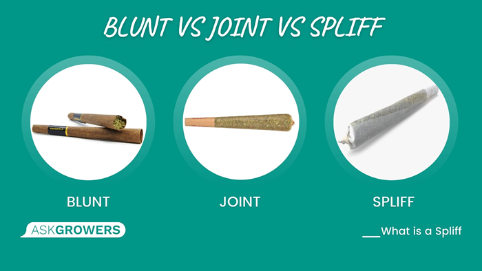 Joints vs Blunts vs Spliffs: A Full Comparison, by Media Buyer Group