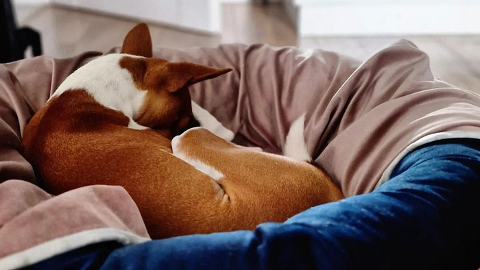 A sweet doggie sleeping in their bed