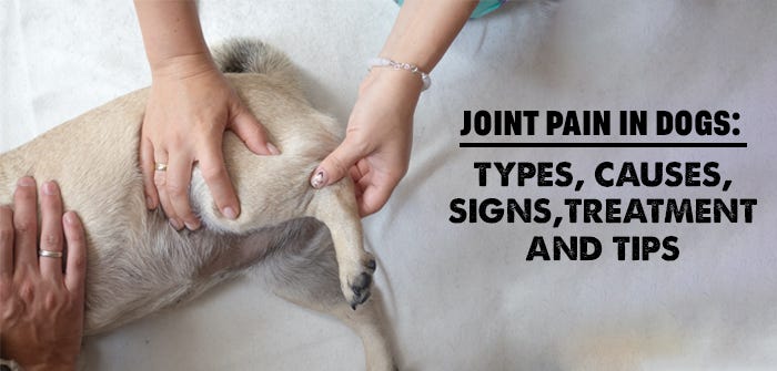 Signs Of Joint Pain In Dogs Types Causes And Treatment  