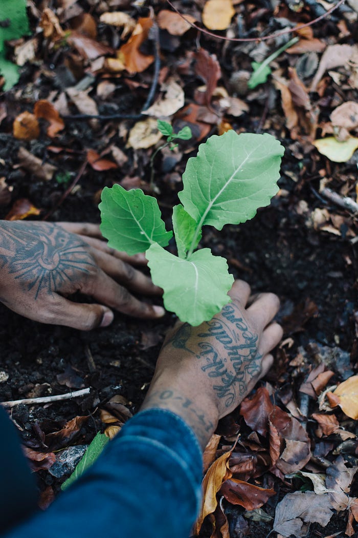 Esiah’s hands gently planting a small seedling. The names of his children are tattooed across one hand.