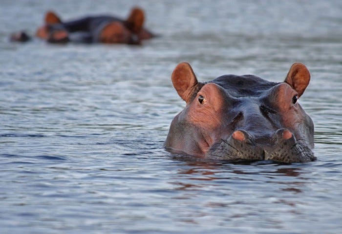 #5- Gofynnwch i’r HIPPO rannu ddiwethaf