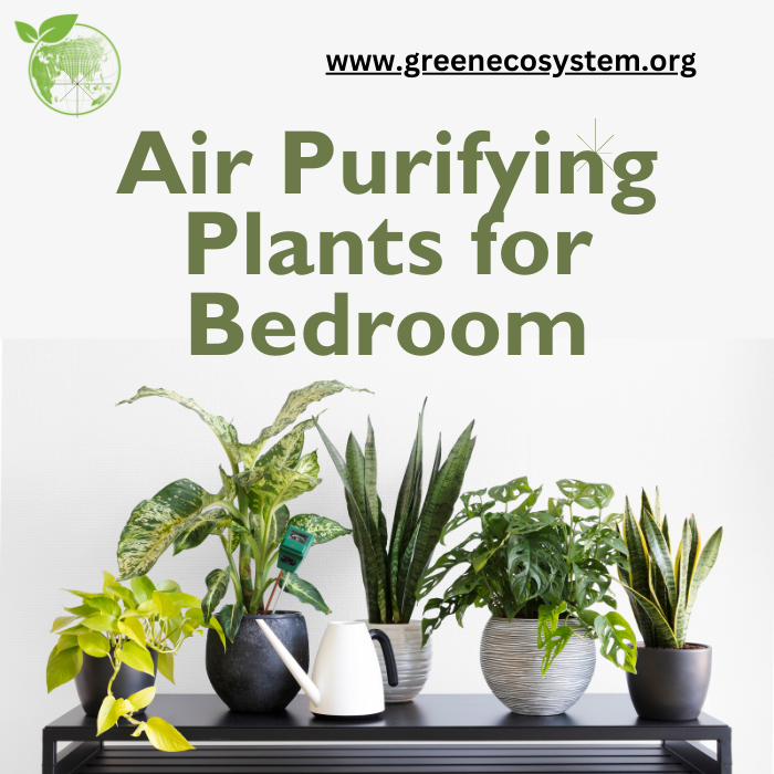 The Best Plants for the Bedroom — 10 Air-Purifying Indoor Plants to ...