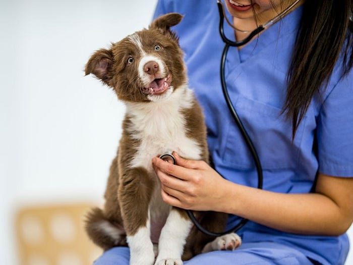Vet Cypress TX