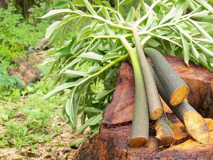 Glucomannan freshly chopped laying on a log