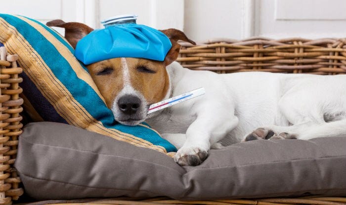 Title: Warning! 10 Key Dog Sickness Symptoms You Should Know | by MDL ...